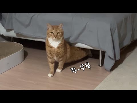 모짜렐라 치즈냥이의 하루