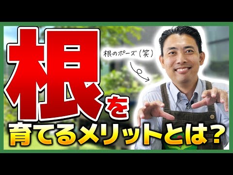 なぜクリスマスサボテンに砂糖をまくのでしょうか？この自家製肥料のメリットとデメリット  庭園