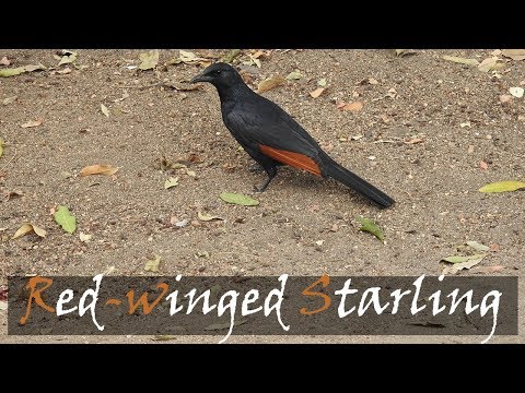Škorec červenokrídly (Onychognathus morio) — starostlivosť, voliéra a kŕmenie