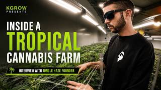 Inside a Tropical Cannabis Farm | Interview with Jungle Haze Founder (Samui, Thailand 🇹🇭)