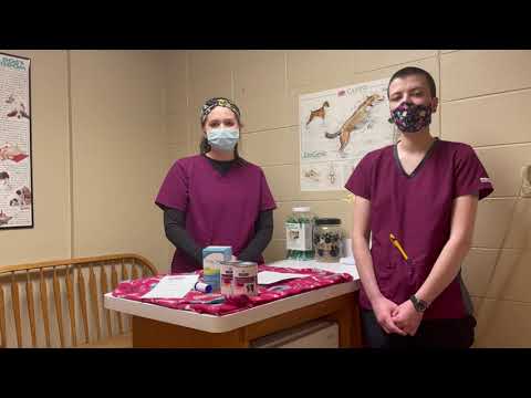 Surgery Aftercare: Canine Dental