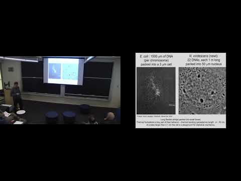 Colloquium May 2, 2019 -- Mechanics, topology and geometry of mammalian chromosomes and nuclei
