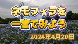 一宮138タワーパークにネモフィラを見に行ってきた