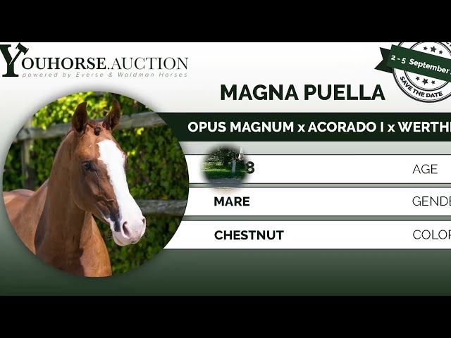 Magna Puella under the saddle outdoor
