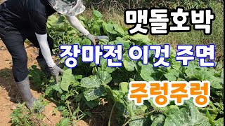 맷돌호박 장마전 추비 꼭주어야 주렁주렁