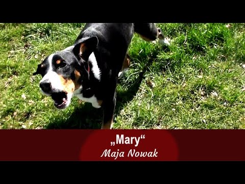 "Mary" - final scene from "The Case of Mary" from the book: The dog as a mirror of man