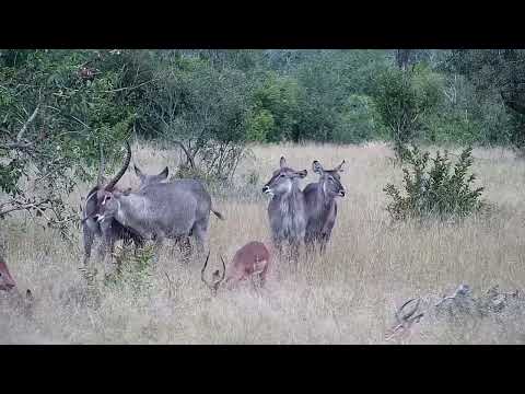 Djuma: Kudus, Impalas, Waterbucks and Elephants - 13:50 - 03/12/2022