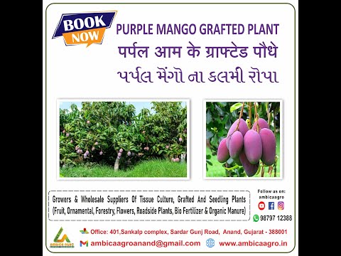 PURPLE MANGO PLANT