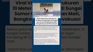 Viral Video Paus 10 Meter Terdampar di Sungai Somor OKI Dikabarkan Mati, Bangkainya Sulit Dievakuasi