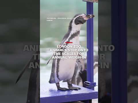 London Zoo animals step onto the scales for annual weigh-in