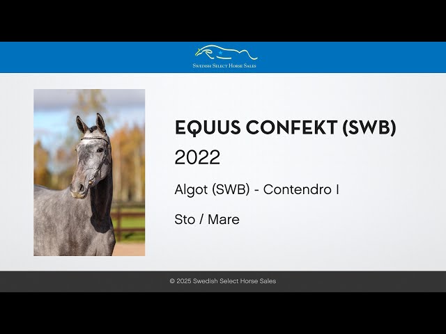 Equus Confekt - Free jumping