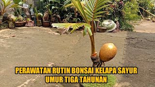 Download lagu Perawatan rutin bonsai kelapa sayur umur 3 tahunan... mp3