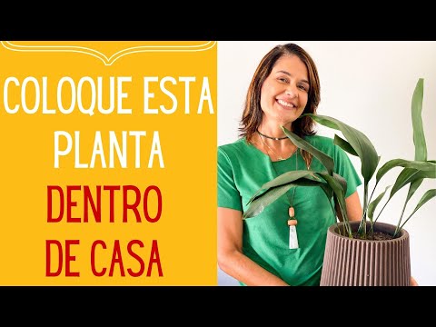 , title : 'PLANTAS PARA DENTRO DE CASA: Apiditra Elatior: A melhor planta para local quase sem luz nenhuma'