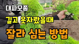 대파모종이 길고웃자랐을때 대파잘라심는방법 대파자르는이유 대파심는시기 대파키우기