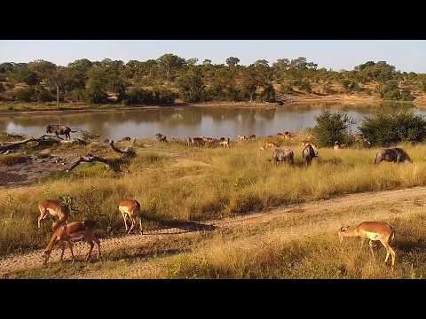 Djuma: Wildebeests and Impalas - 15:13 - 05/19/20