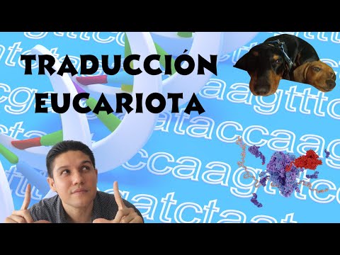 Traducción en células eucariotas