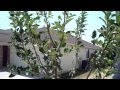 Golden Delicious Apple Fruit Tree Backyard ...