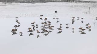 季新友善水鳥魚塭-黑尾鷸群