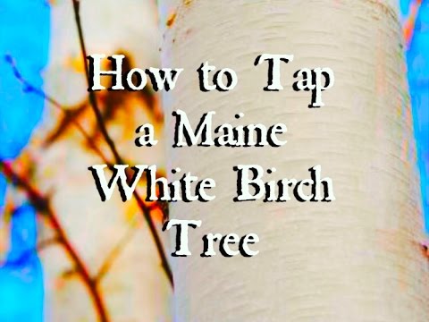How to Tap a Maine White Birch Tree