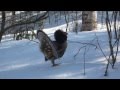 ruffed grouse displaying at wolf ridge