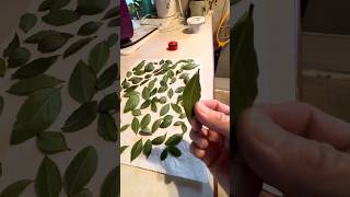 Preserving Store Bought Herbs!!! #foodies #herbs #frugal
