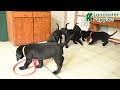 Labrador Retriever dogs for sale: Tess - Video 1
