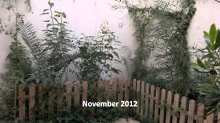 preview picture of video 'How To Grow Tropical Exotic Plants From Seed *BEFORE & AFTER* 8 month JUNGLE!'