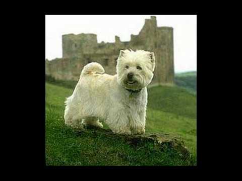 The Old Signs - Scotland's Great Terriers - Video
