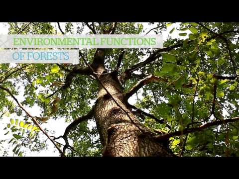 download lagu mp3 mp4 In The Forests Of Europe, download mp3 In The Forests Of Europe free downloadn, video klip In The Forests Of Europe