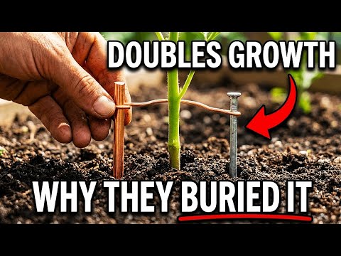 Connecting Two Metals Doubles Plant Growth — The "Earth Battery" Secret