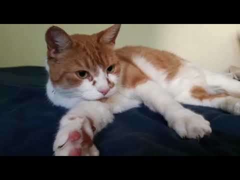 he is so cute grooming himself :-)