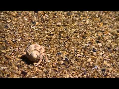 Hermit Crab in HD