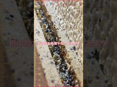 トコジラミの寿命はどのくらいですか?