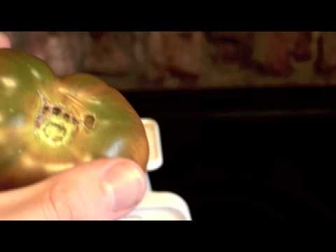 , title : 'Black Truffle Tomato Growing, Harvest and Taste Test'