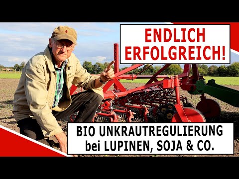 Erfolgreiche Unkrautregulierung bei Bio Lupinen, Soja, Erbsen und Ackerbohnen mit der Frühhacke!