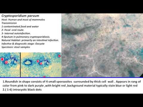 27- Practical Parasitology - Cryptosporidium Parvum - Oocyst Stage