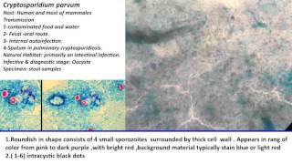 27- Practical Parasitology - Cryptosporidium Parvum - Oocyst Stage