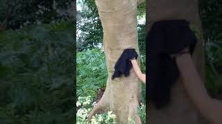 big ass green anole in Florida vs Georgia boy