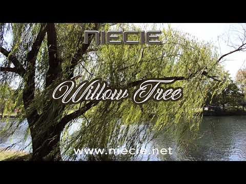Niecie - Willow Tree {Official Music Video}