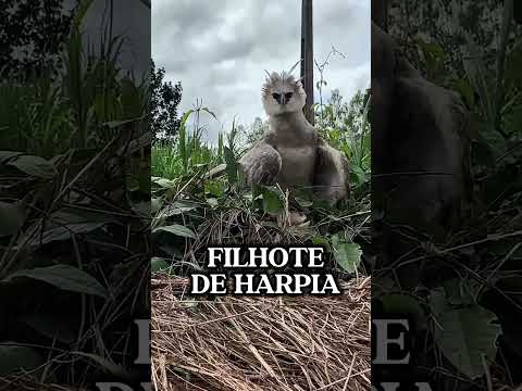 HARPY BABY #wildanimals #brazilianfauna #birds #harpy #harpyhawk #HarpyjaHarpy