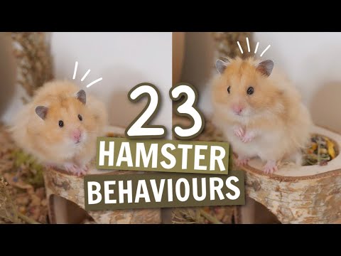 YouTube video about: How to tell if syrian hamster is happy?