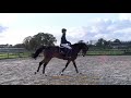 Chicago, movements, Comme d'Api vd Hacienda x Winningmood, gelding, °2009,  Belgian Horse Trading