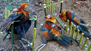 Create amazing traps bamboo to catch wild chicken in the forest