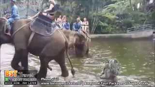 The Best Elephant Tour Deals in Bali