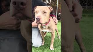 Video preview image #1 American Pit Bull Terrier Puppy For Sale in Pasadena, CA, USA