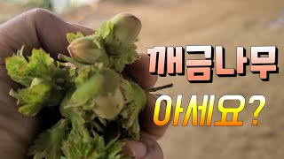 깨금나무 아세요?