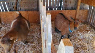 Maybelline &amp; Abilene&#39;s Back to Back Full Labors