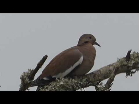 nature in my backyard episode 208 (HD)