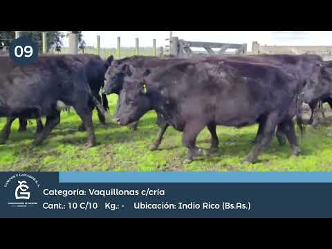 Lote VQ c/ cría- Indio Rico Bs As