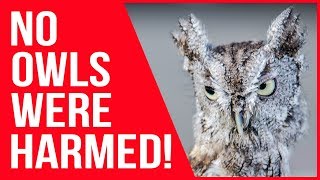 We saw an owl, then we went into a cloud of dust.